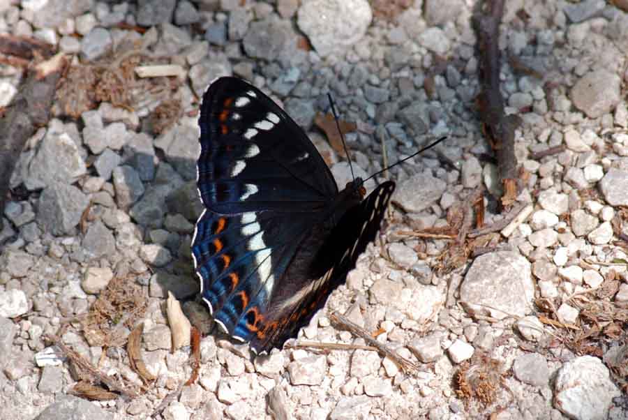 Limenitis populi del Vicentino